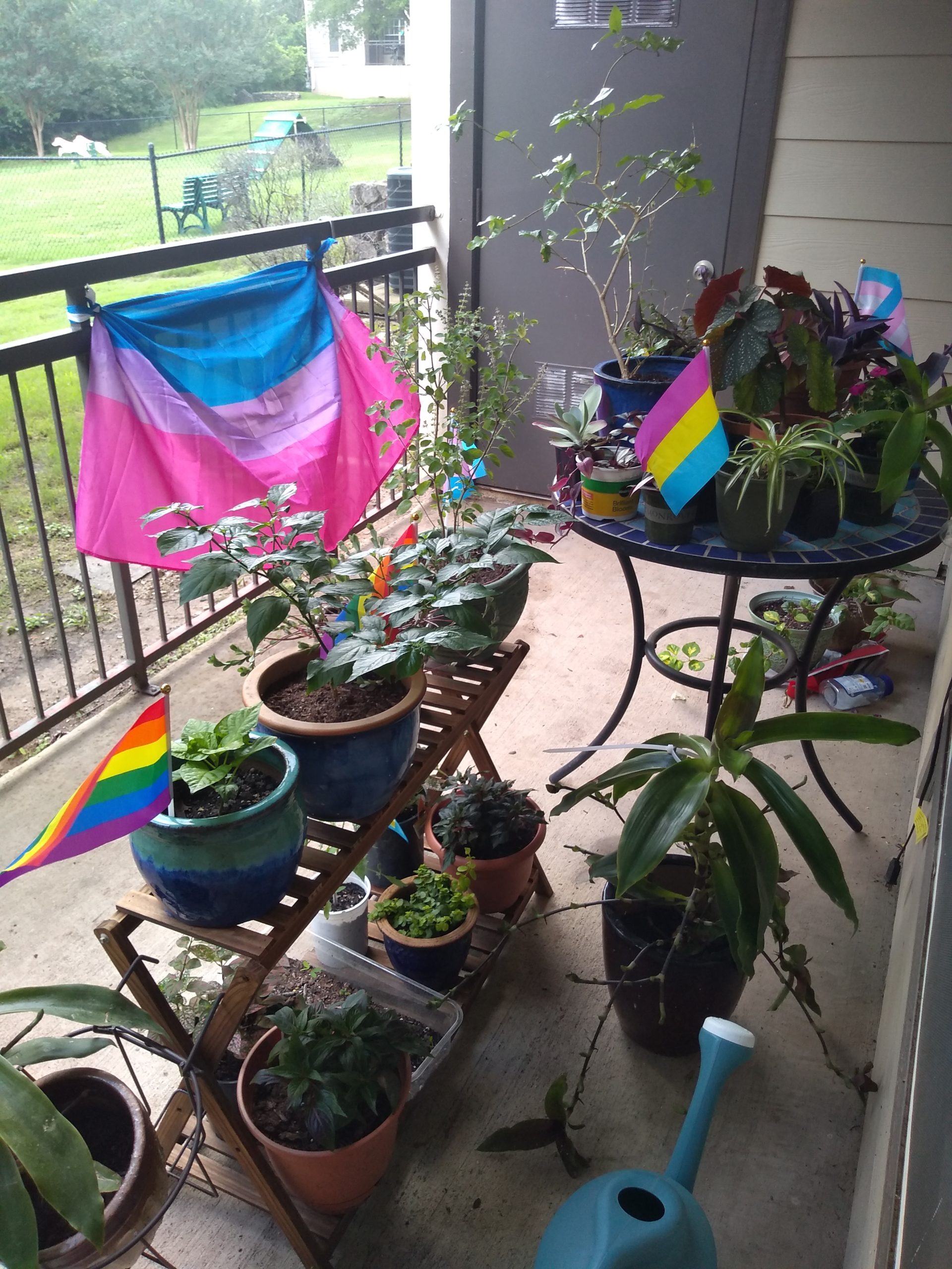 Descripción de la imagen: Una hermosa disposición de plantas en maceta en un patio. Muchas plantas comparten sus macetas con pequeñas banderas, como la bandera del arco iris del Orgullo, la bandera trans y la bandera pansexual.